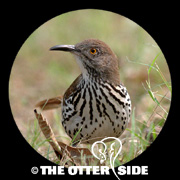 Long-billed Thrasher