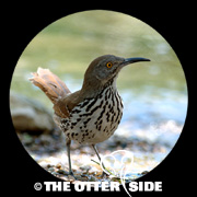 Long-billed Thrasher