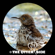 Long-billed Thrasher