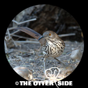 Long-billed Thrasher