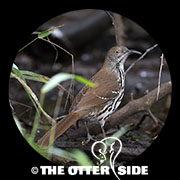 Long-billed Thrasher