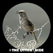 Sage Thrasher