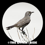 Sage Thrasher