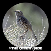 Sage Thrasher