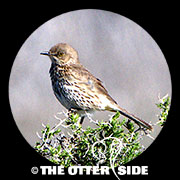 Sage Thrasher