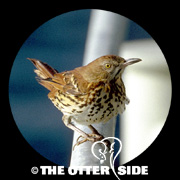 Brown Thrasher