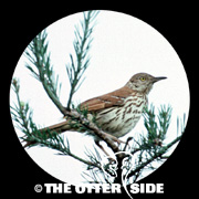 Brown Thrasher