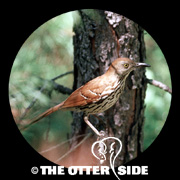 Brown Thrasher