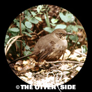 California Thrasher