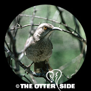 Curve-billed Thrasher - Eastern