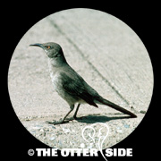 Curve-billed Thrasher - Eastern