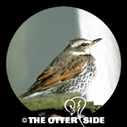 Dusky Thrush