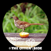 Long-billed Thrasher