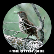 Long-billed Thrasher