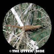 Long-billed Thrasher