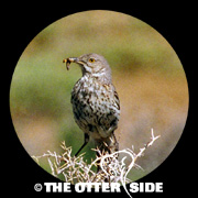 Sage Thrasher
