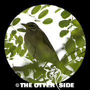 Eyebrowed Thrush