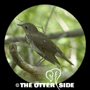 Gray-cheeked Thrush - Eastern