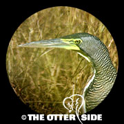 Bare-throated Tiger-Heron