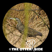 Bare-throated Tiger-Heron