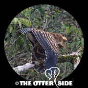 Rufescent Tiger-Heron