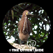 Rufescent Tiger-Heron