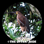 Rufescent Tiger-Heron