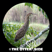 Rufescent Tiger-Heron