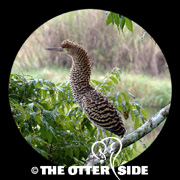 Rufescent Tiger-Heron