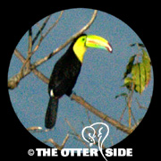 Keel-billed Toucan