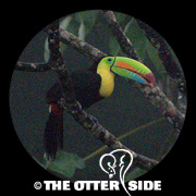 Keel-billed Toucan