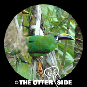 Santa Marta Emerald Toucanet
