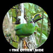 Santa Marta Emerald Toucanet