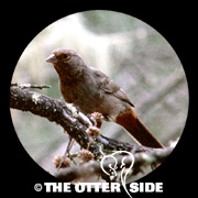 California Towhee
