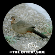 California Towhee
