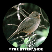 Canyon Towhee