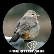 Canyon Towhee
