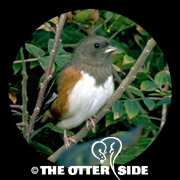 Eastern Towhee