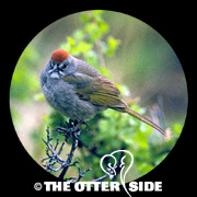 Green-tailed Towhee