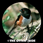 Eastern Towhee