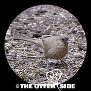 Abert's Towhee