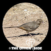 California Towhee