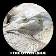 Canyon Towhee