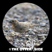 Canyon Towhee