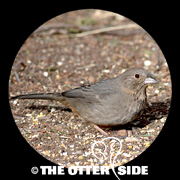 Canyon Towhee