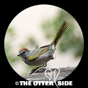 Green-tailed Towhee