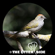 Green-tailed Towhee