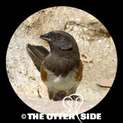 Spotted Towhee