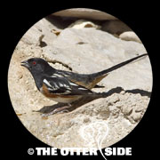 Spotted Towhee