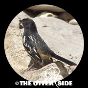 Spotted Towhee